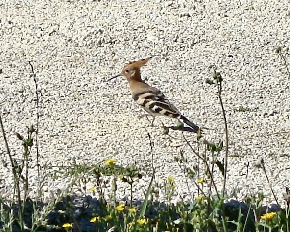 hoopoe